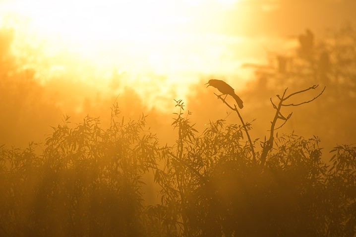 Sonnenaufgang Bootschwanzgrackel Quiscalus major Boat-tailed Grackle